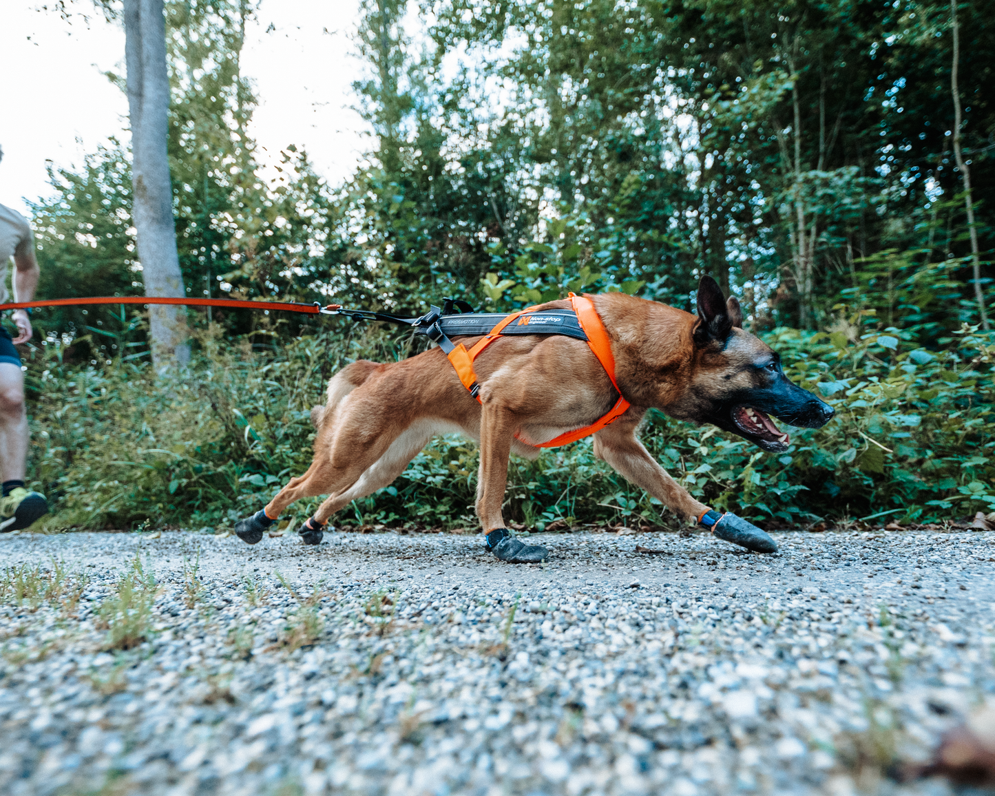 Non-stop dogwear Freemotion 5.0 harness