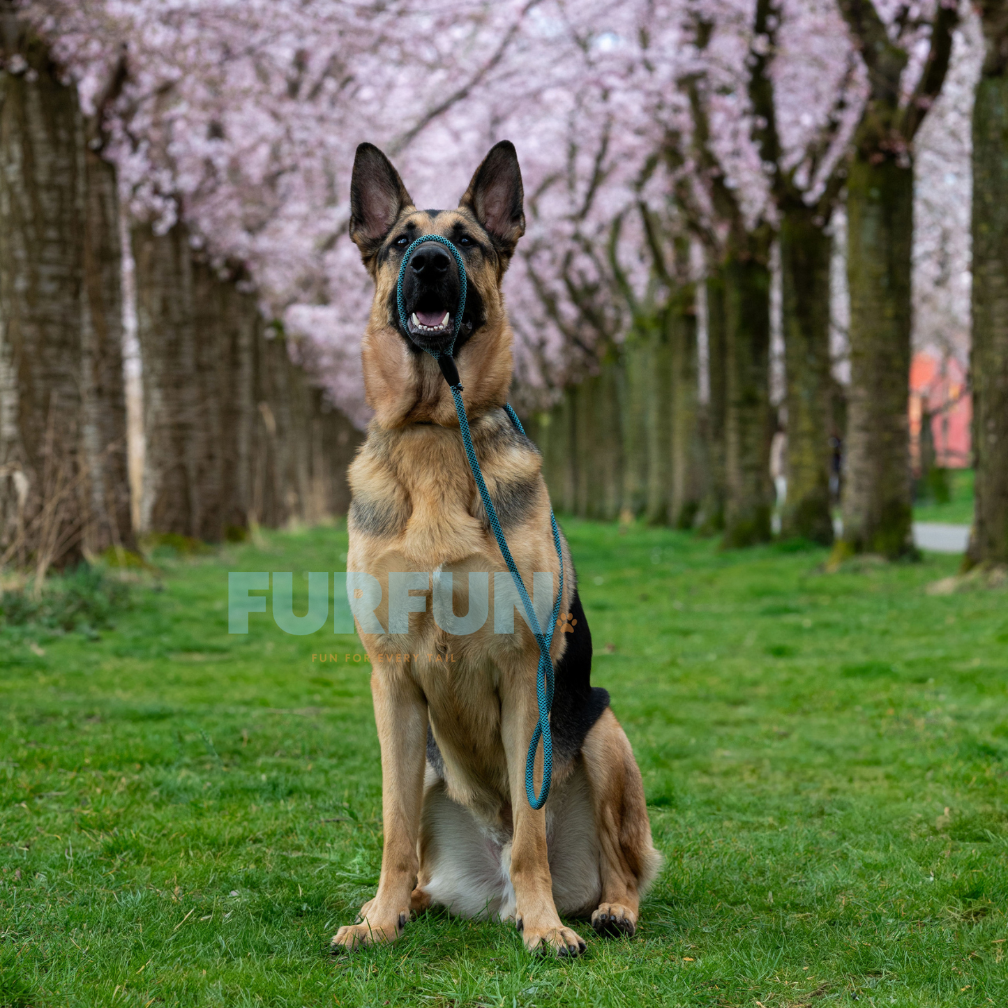 Eros  Jagdleine blau