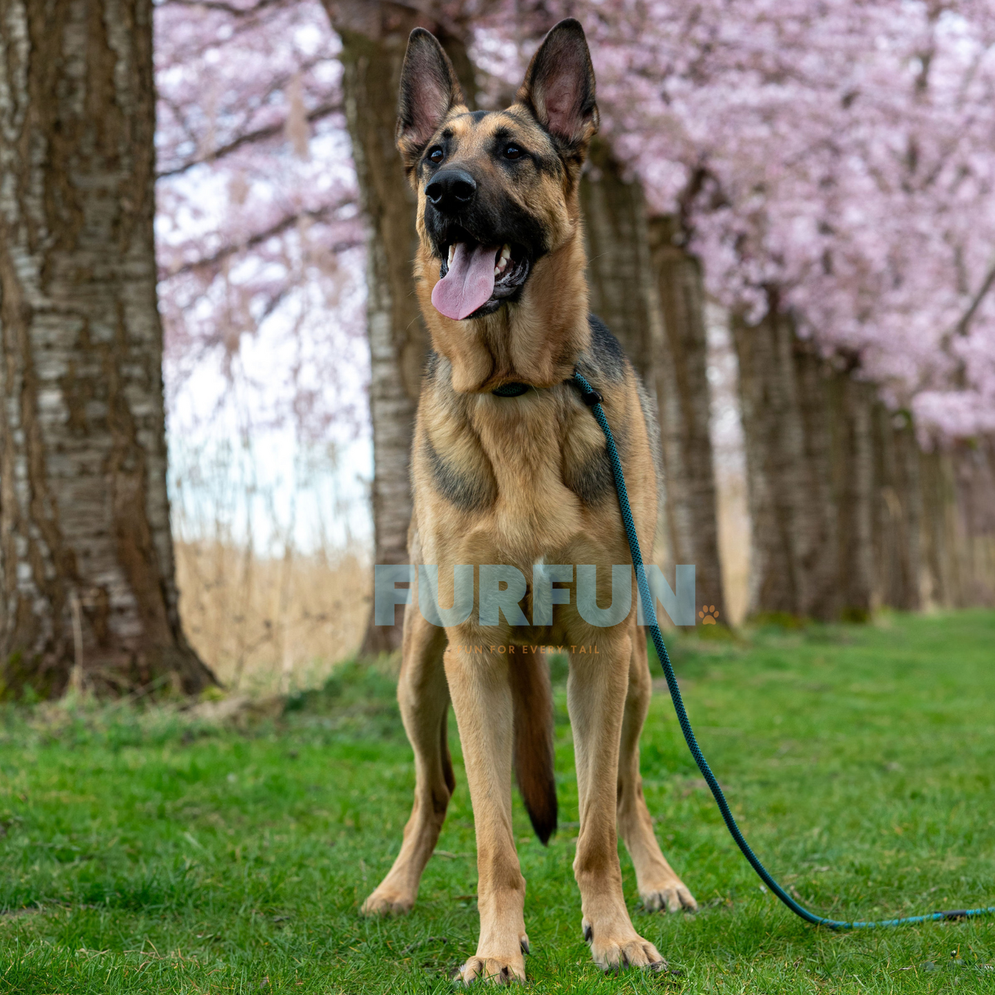 Eros  Jagdleine blau