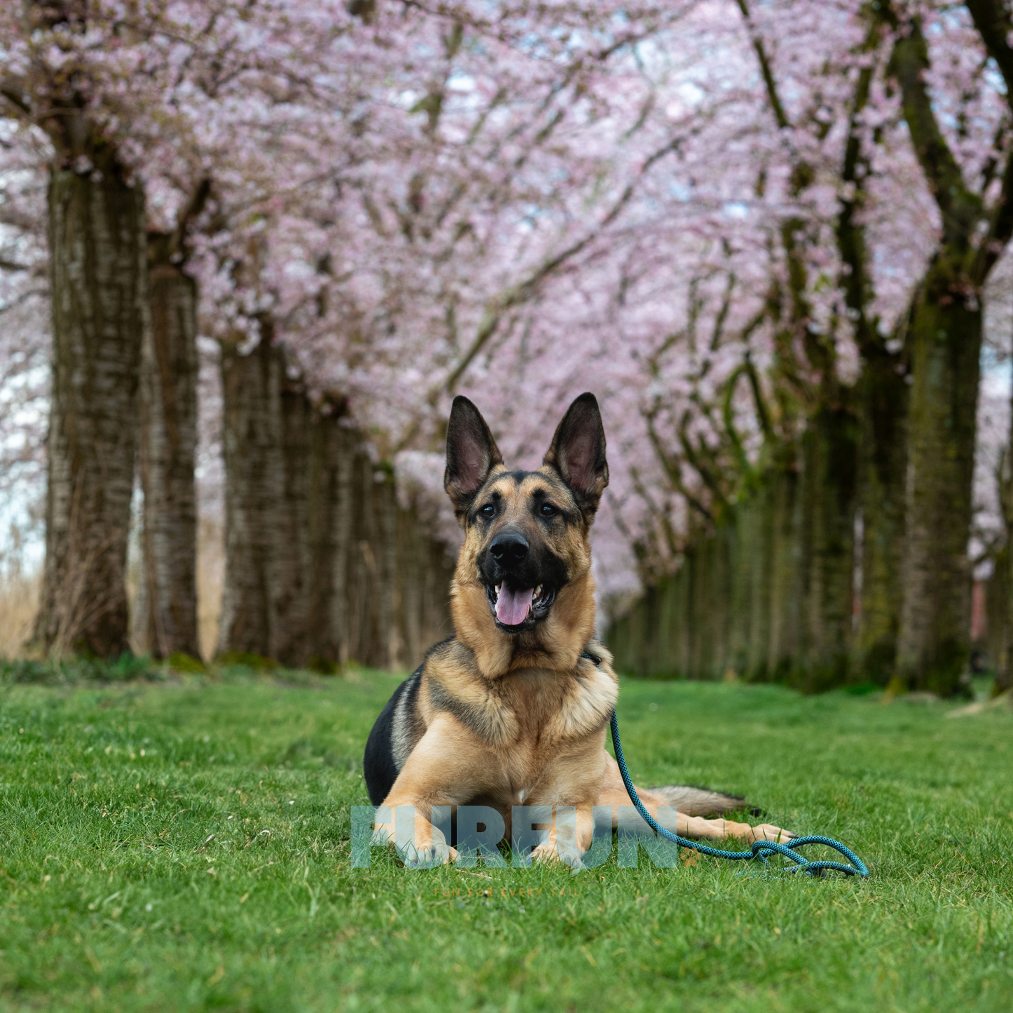 Eros  Jagdleine blau