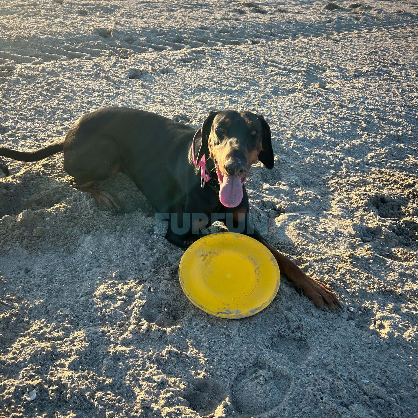 Durafoam frisbee StarMark
