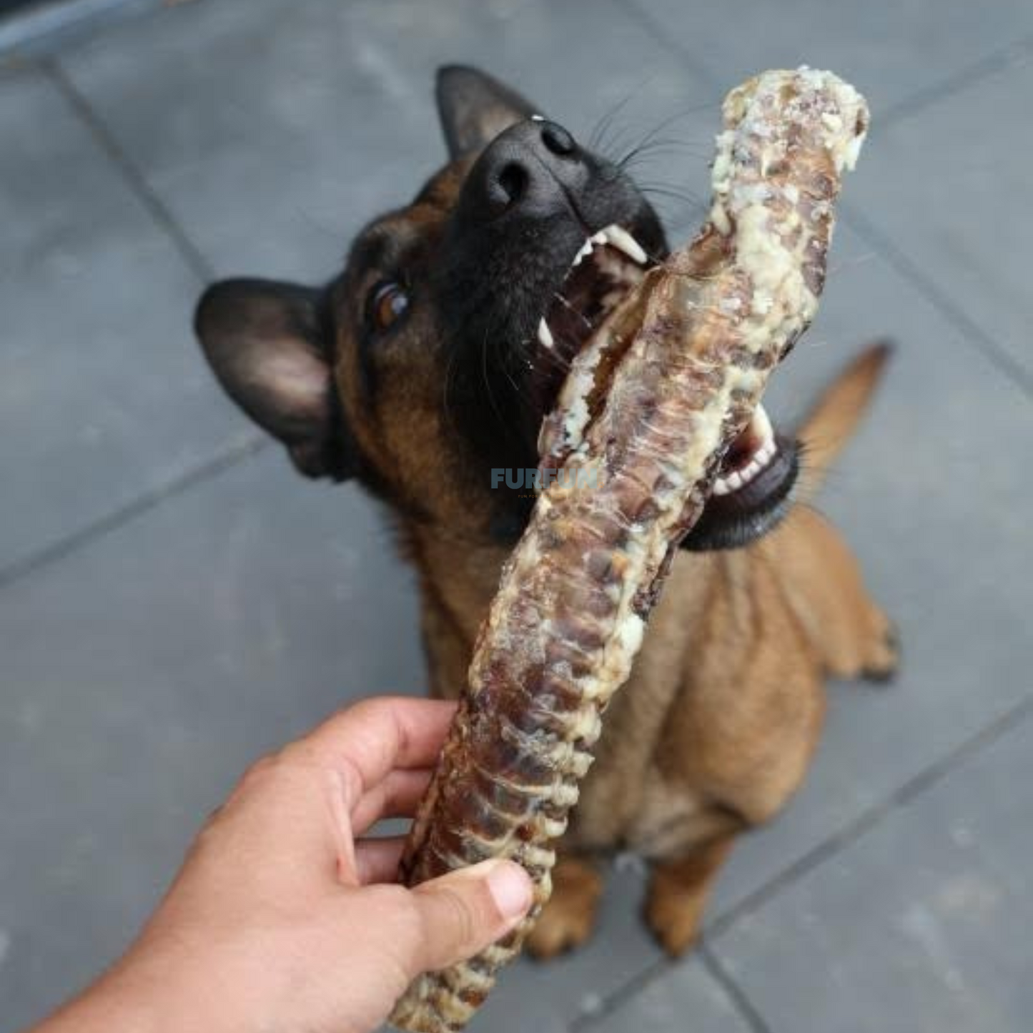 YDOLO - Beef trachea 2x 30cm