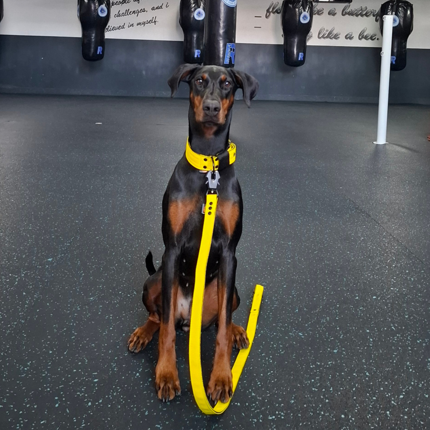 FurFun premium dog leash 150 cm