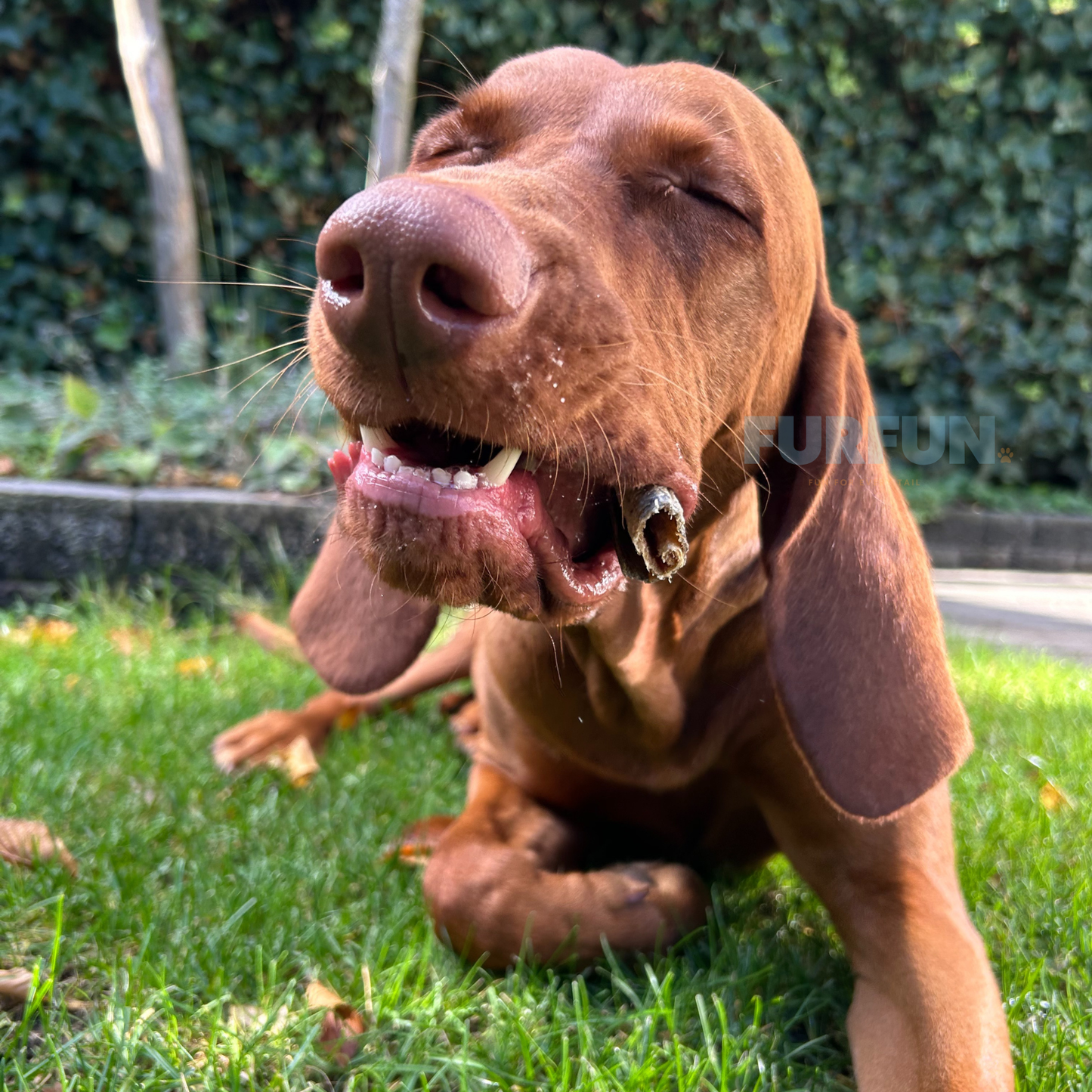 FurFun Zalmhuid met vlees