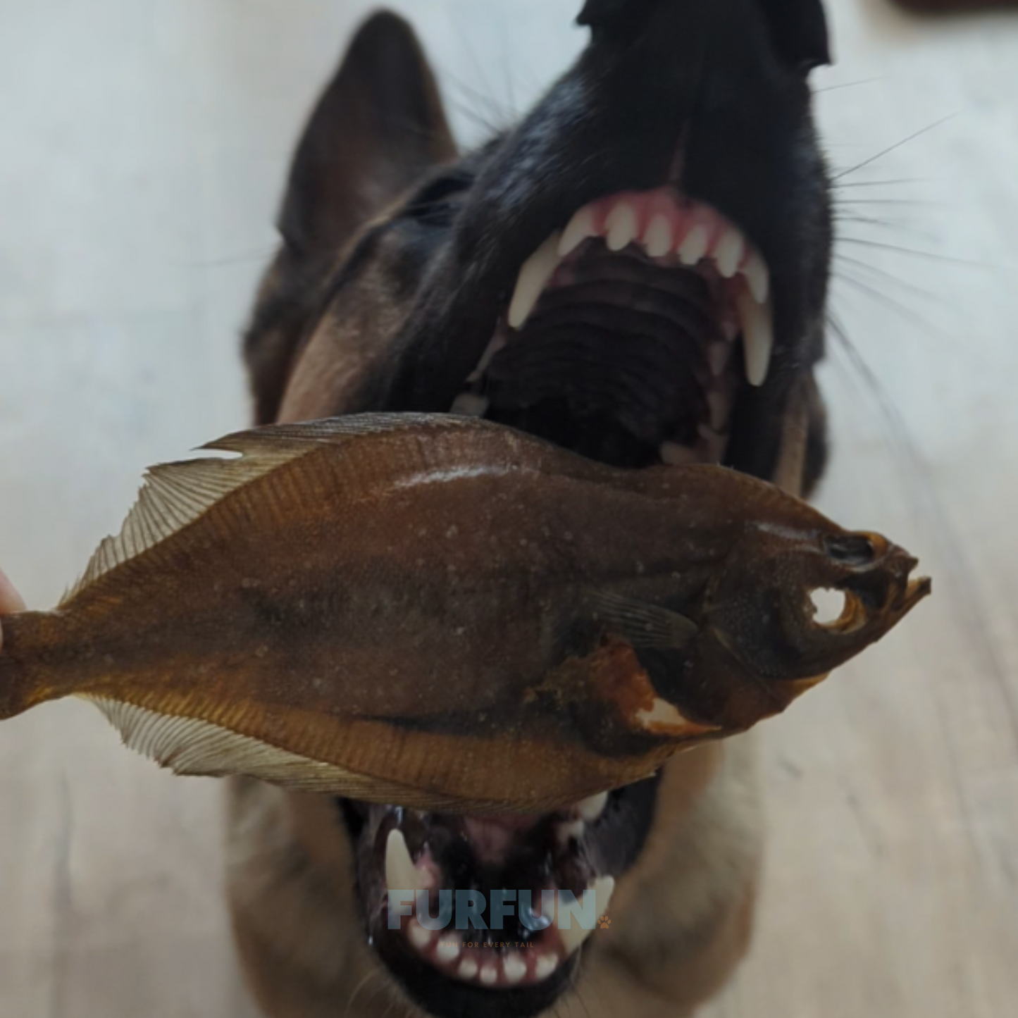 FurFun Schol