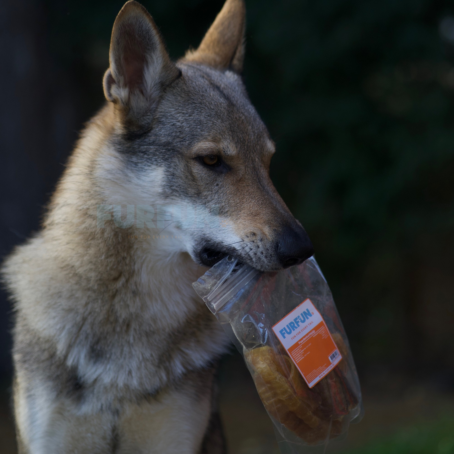FurFun Horse Trachea