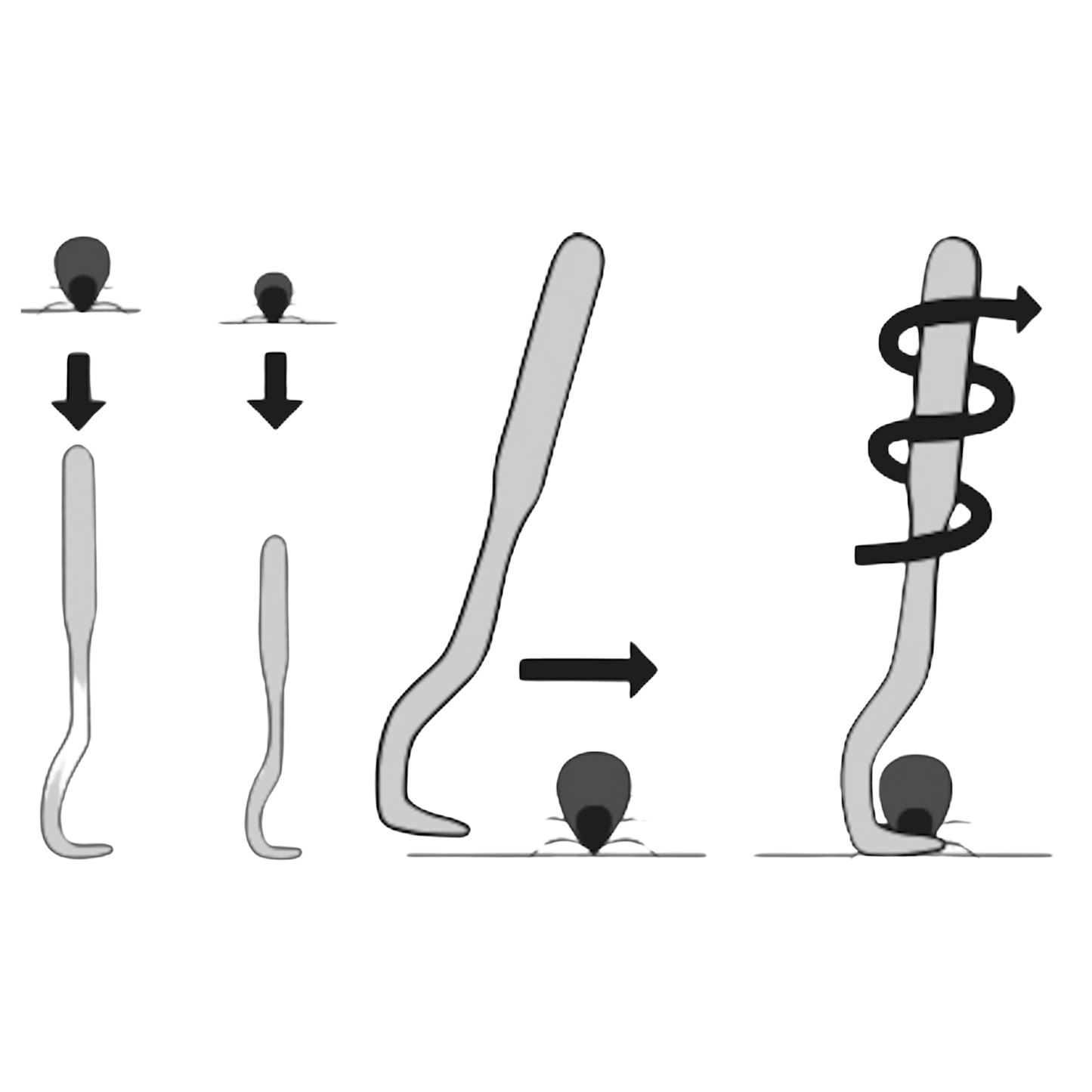 Zeckenentfernungsset