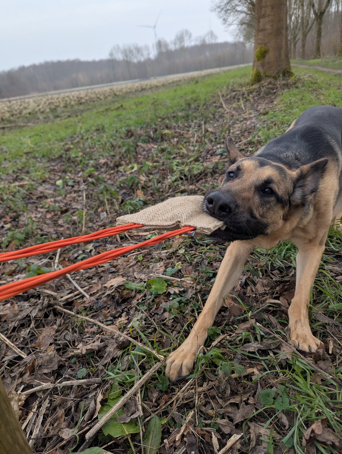 Bungee Jute