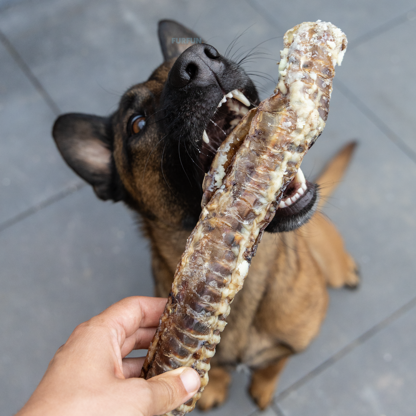 FurFun Chew Box Budget
