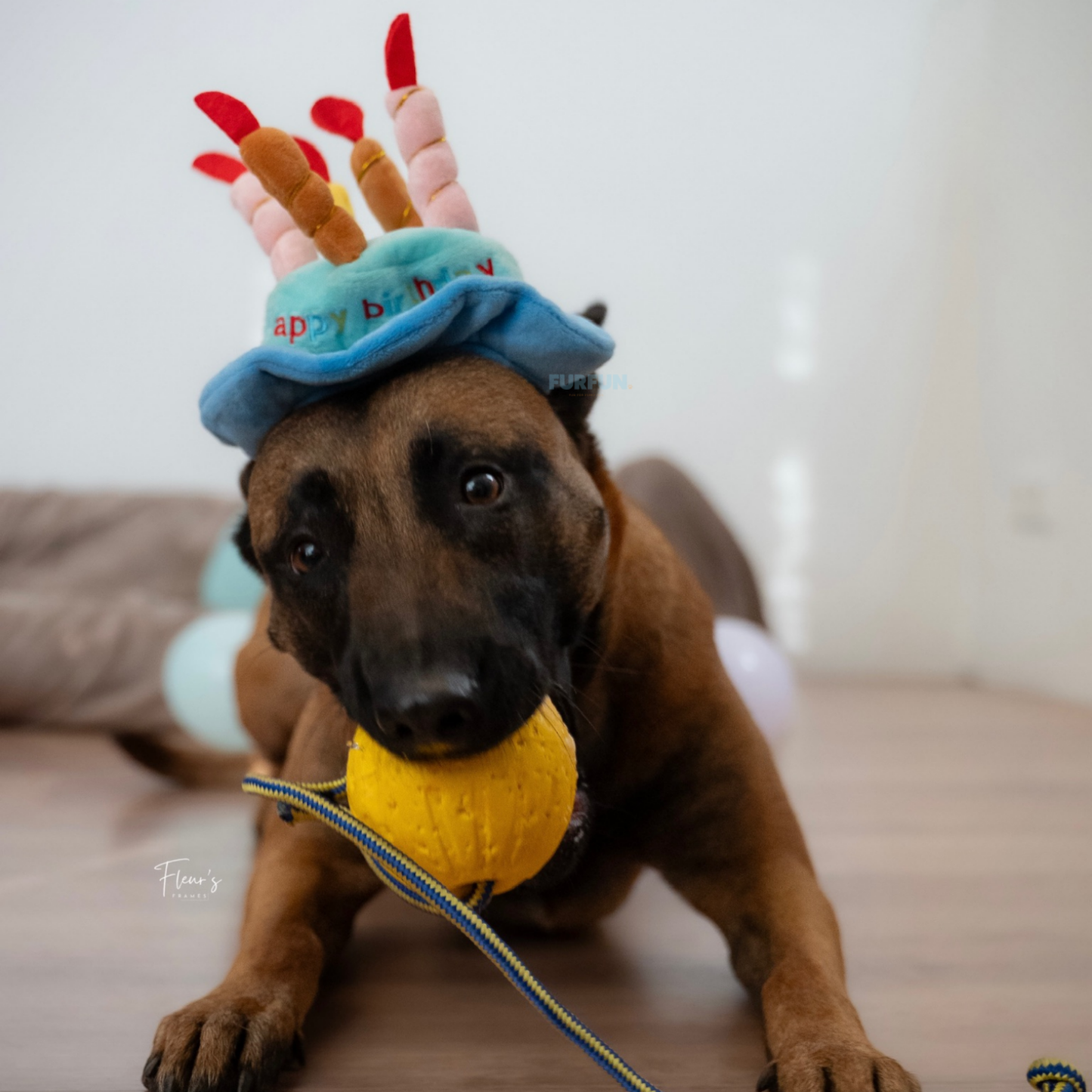 FurFun Birthday Box