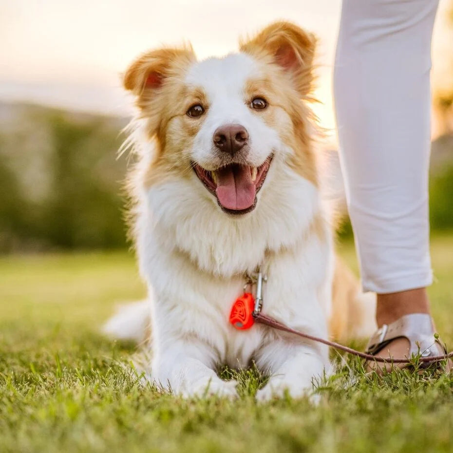 Anti-Zecken Ultraschall Gerät