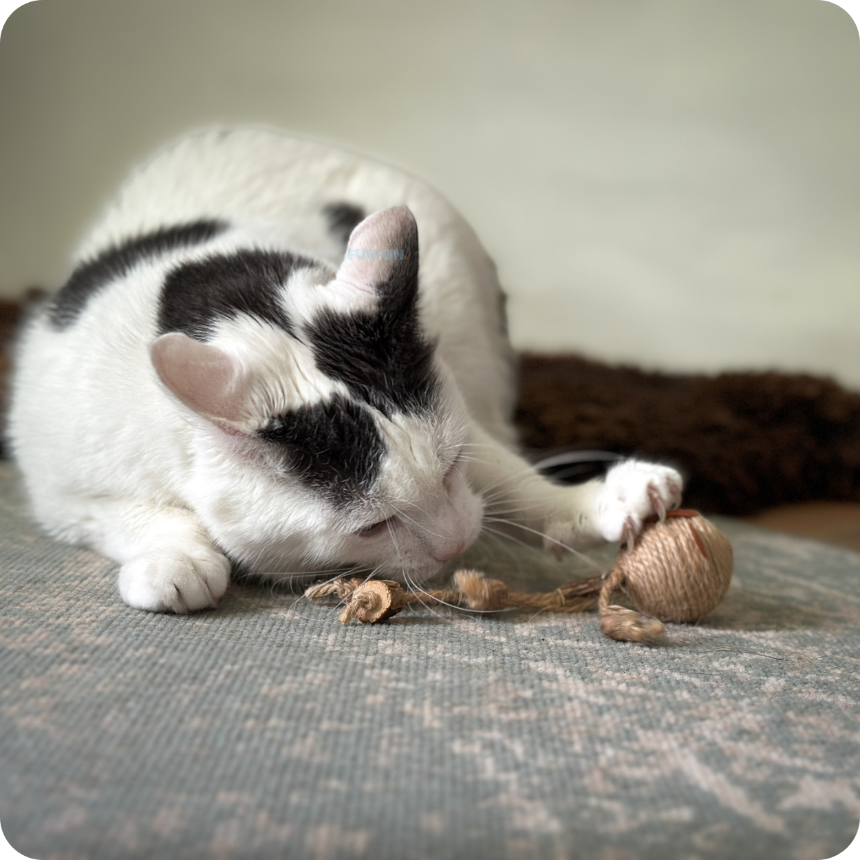 Katten