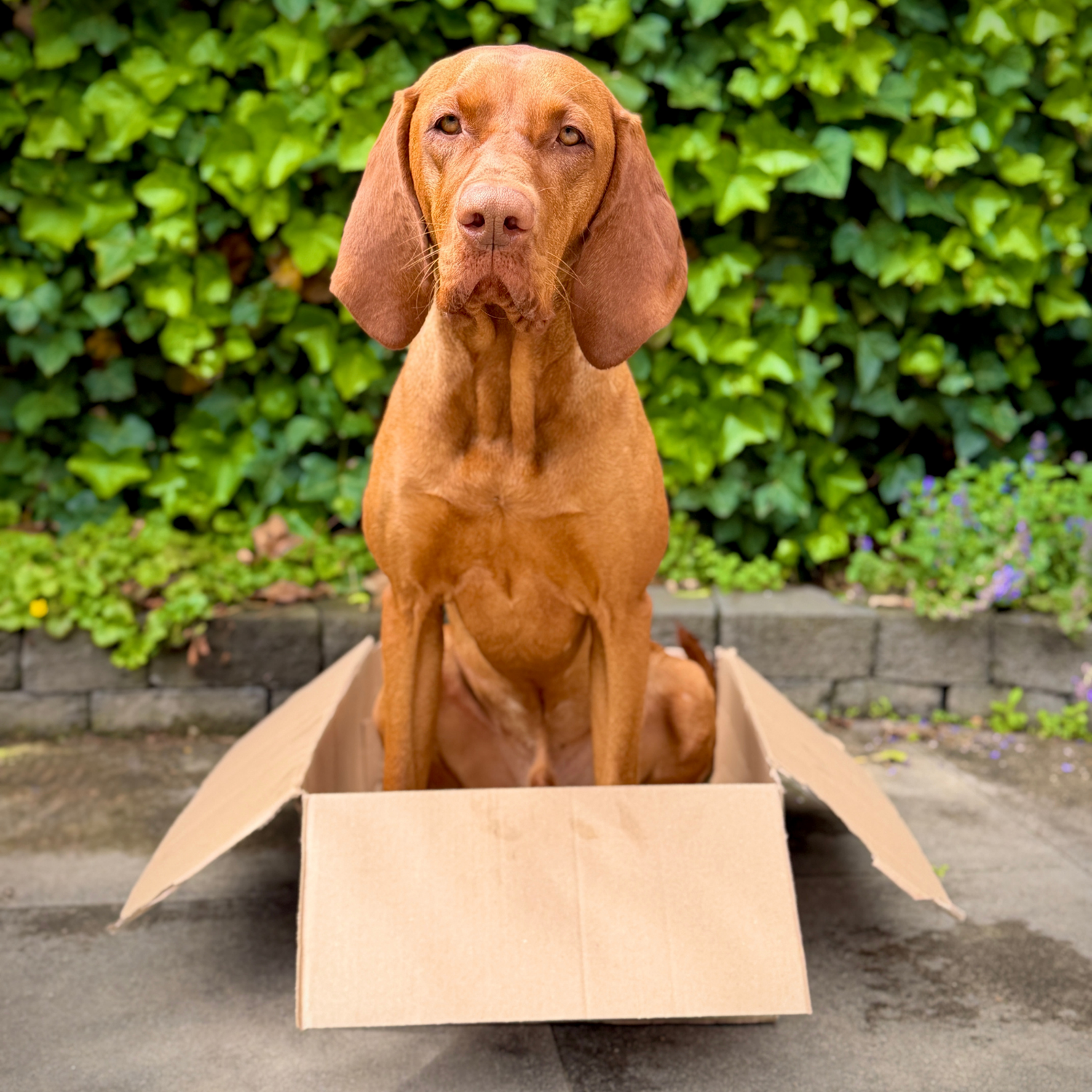 Box