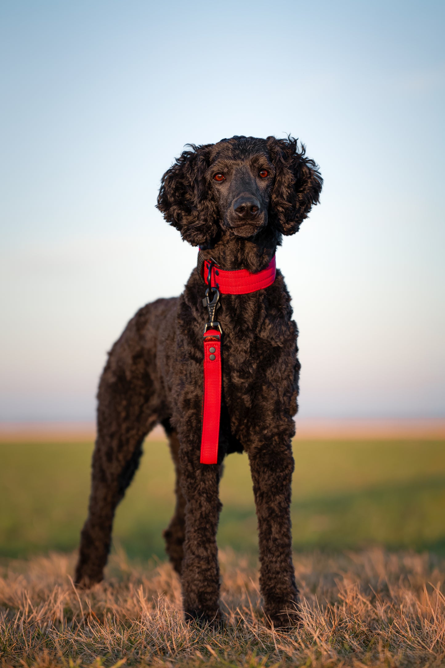 FurFun premium halsband