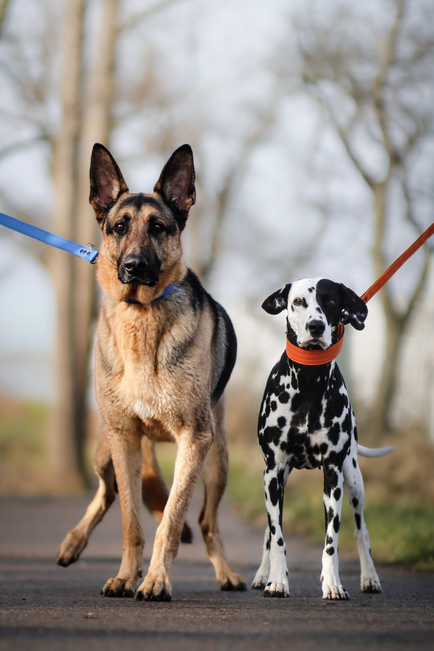 FurFun premium dog leash 150 cm