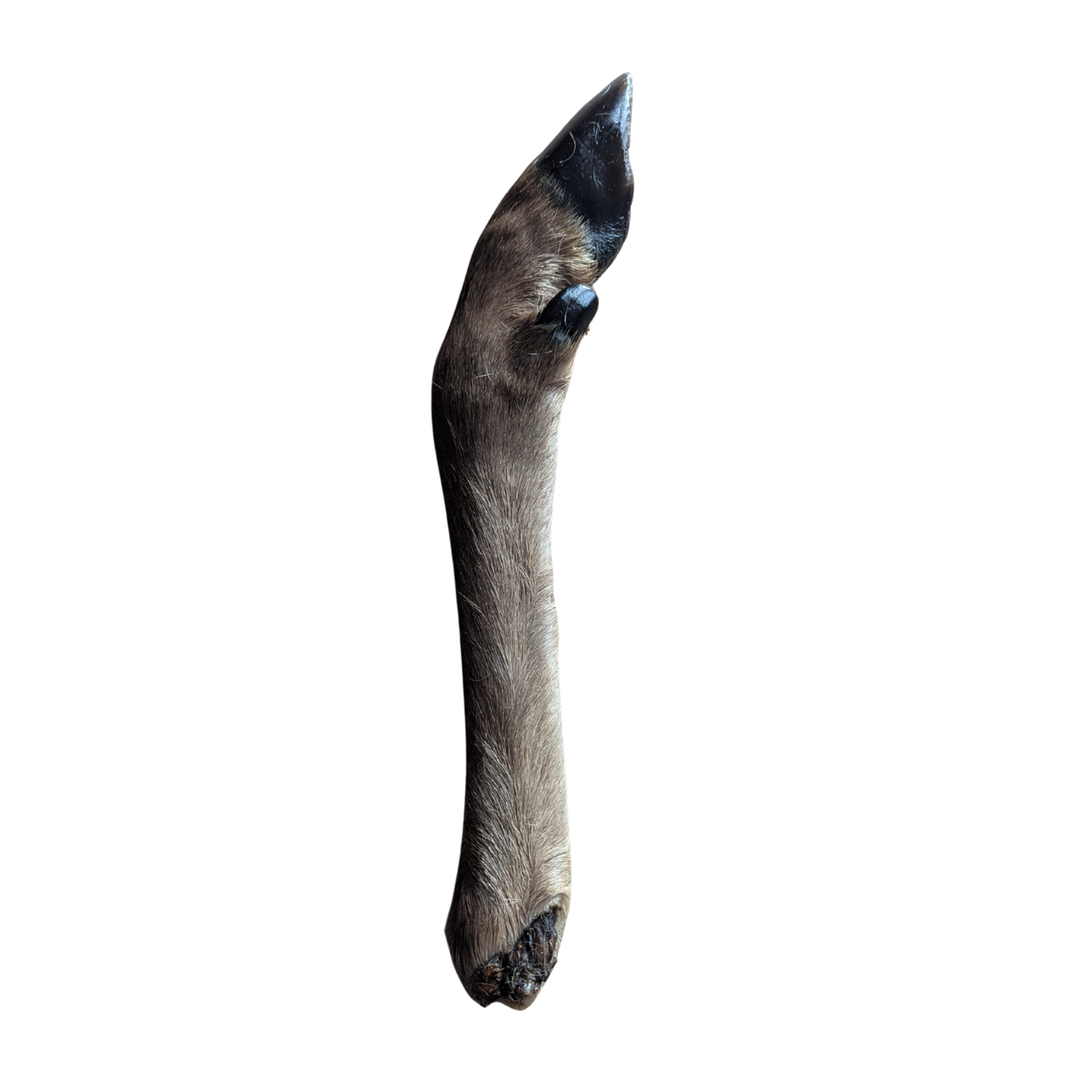 FurFun Hirschbein mit Haaren