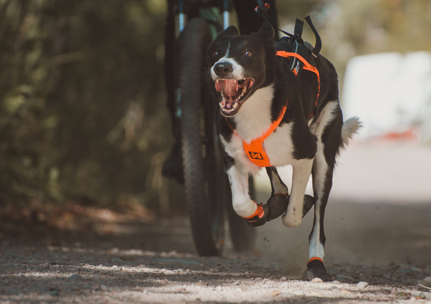 Non-stop dogwear Freemotion 5.0 harness