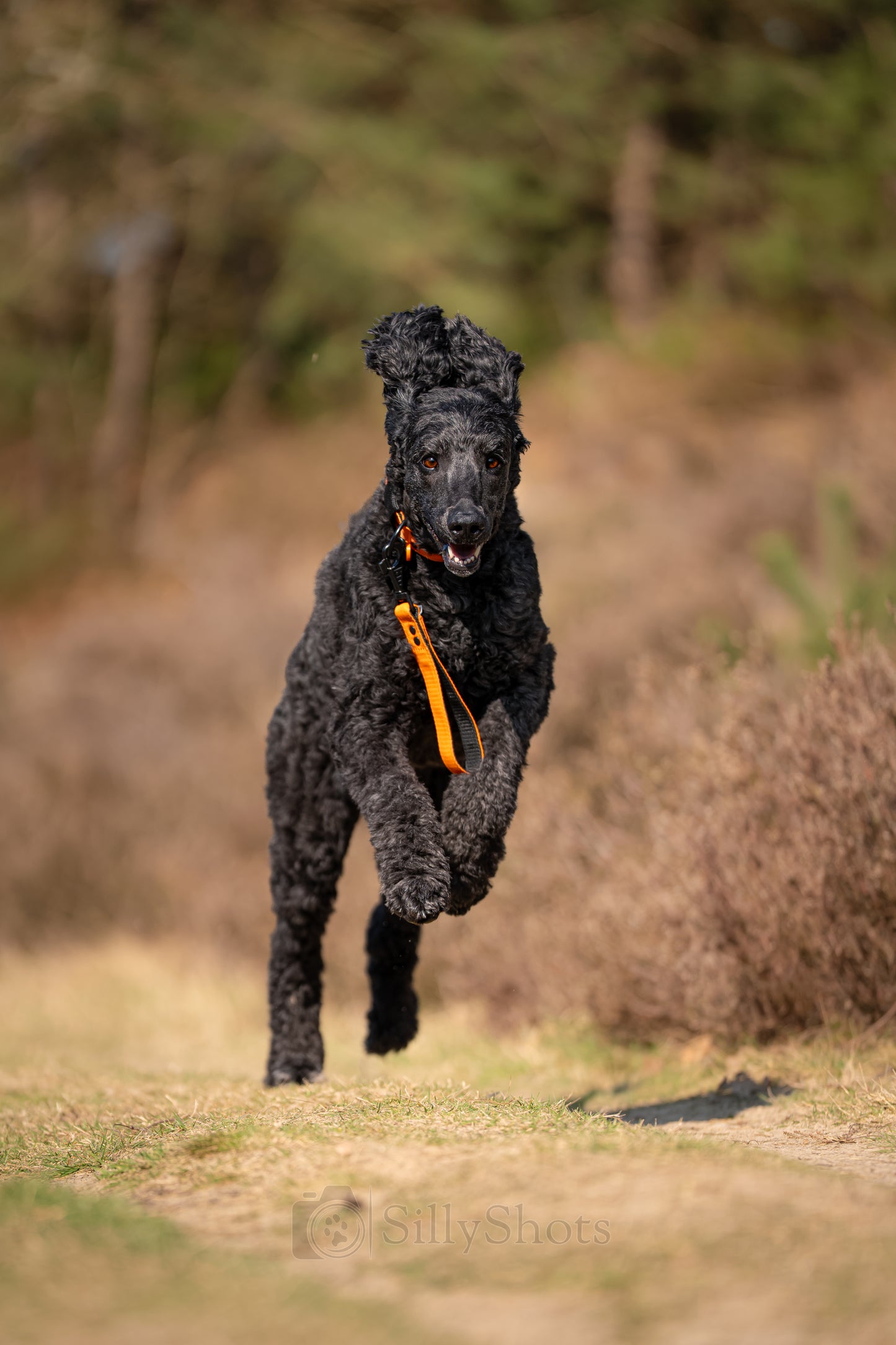 FurFun Premium-Shorthalter