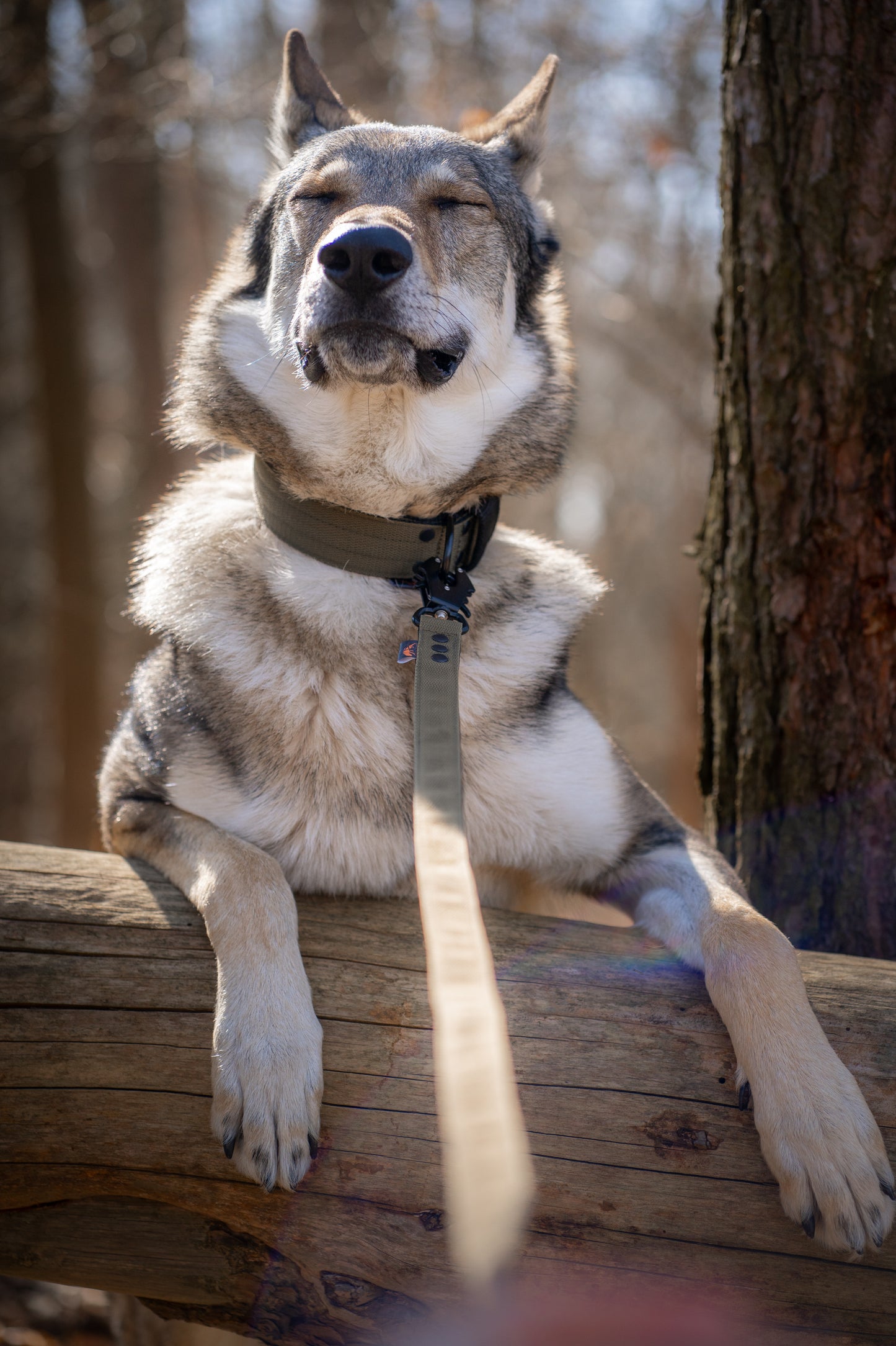 FurFun premium halsband