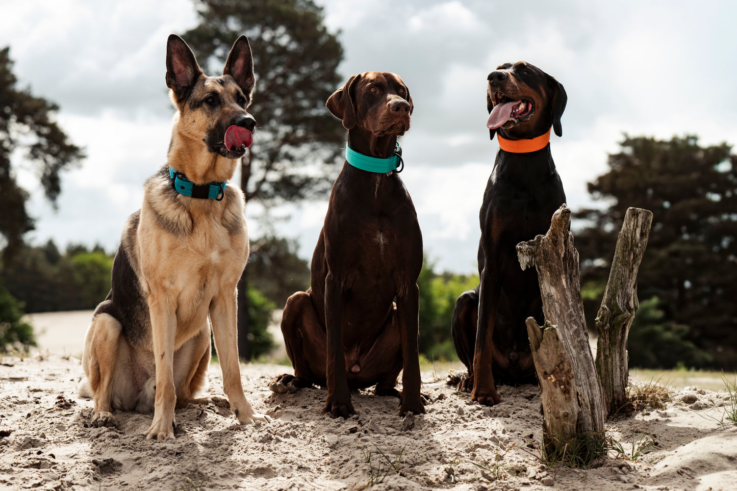 FurFun premium halsband