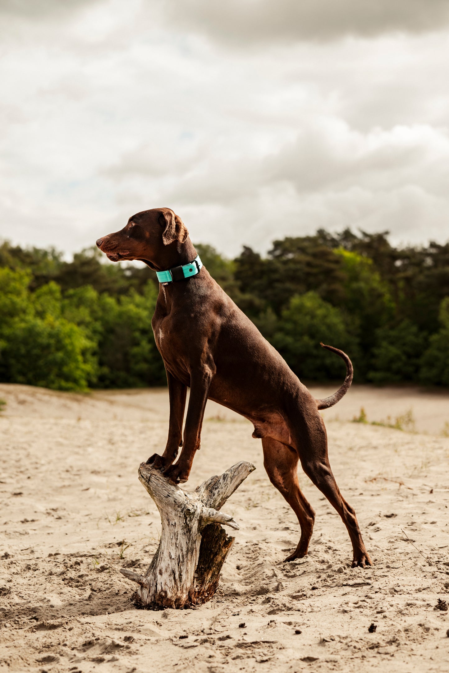 FurFun premium halsband