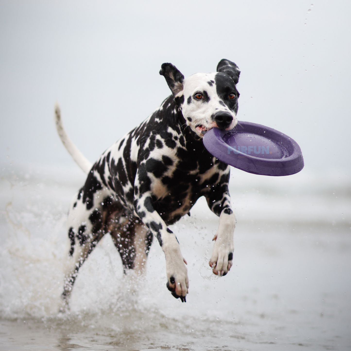 Durafoam frisbee