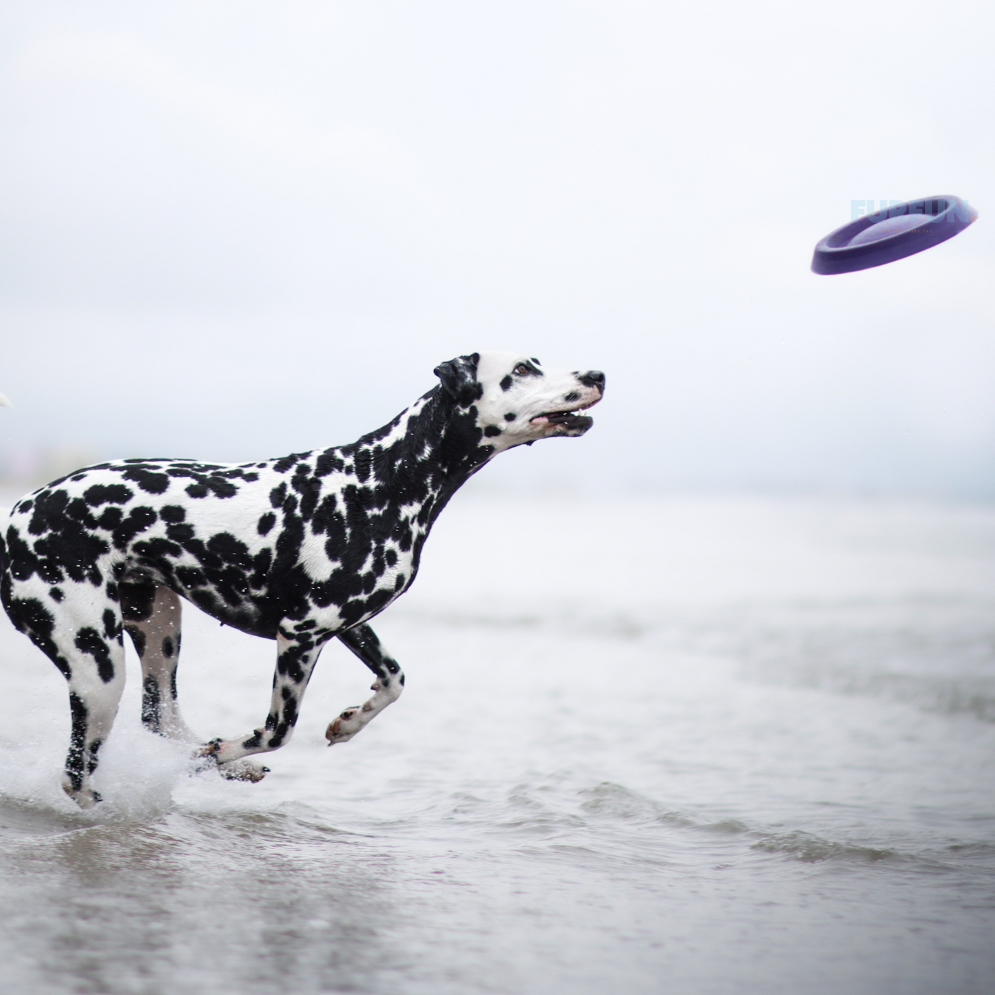 Durafoam frisbee