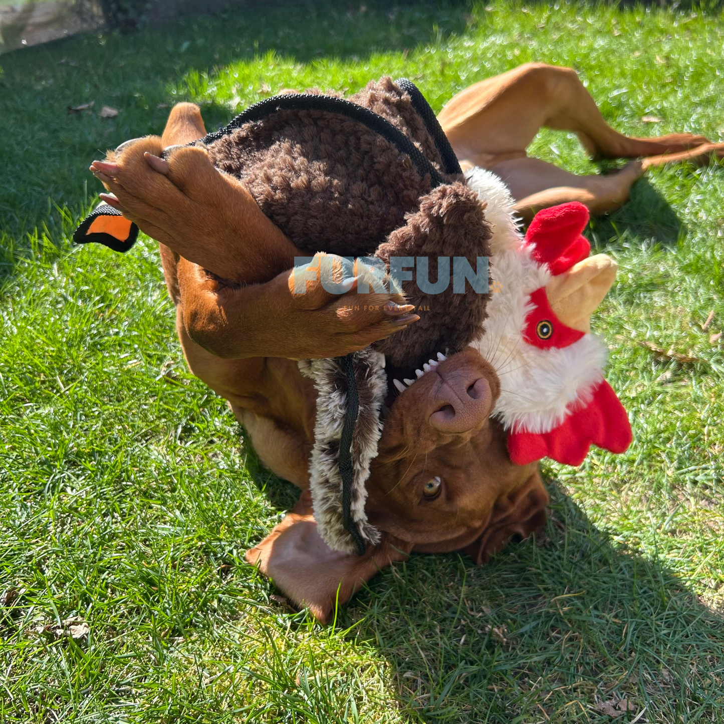 The cock