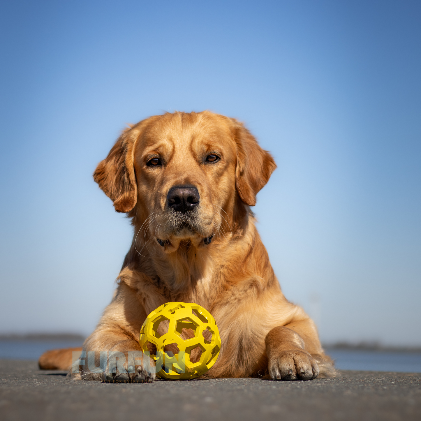 Ruffus Ball