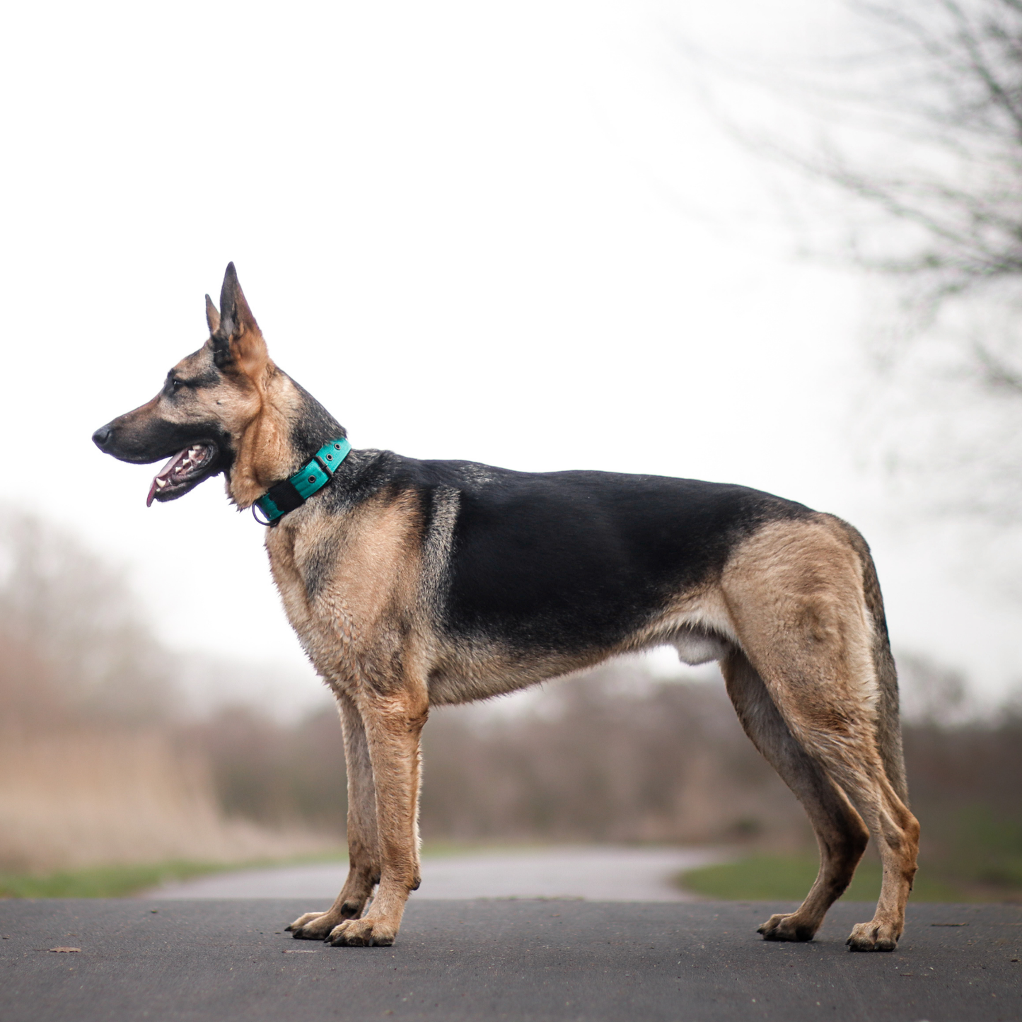 FurFun premium halsband