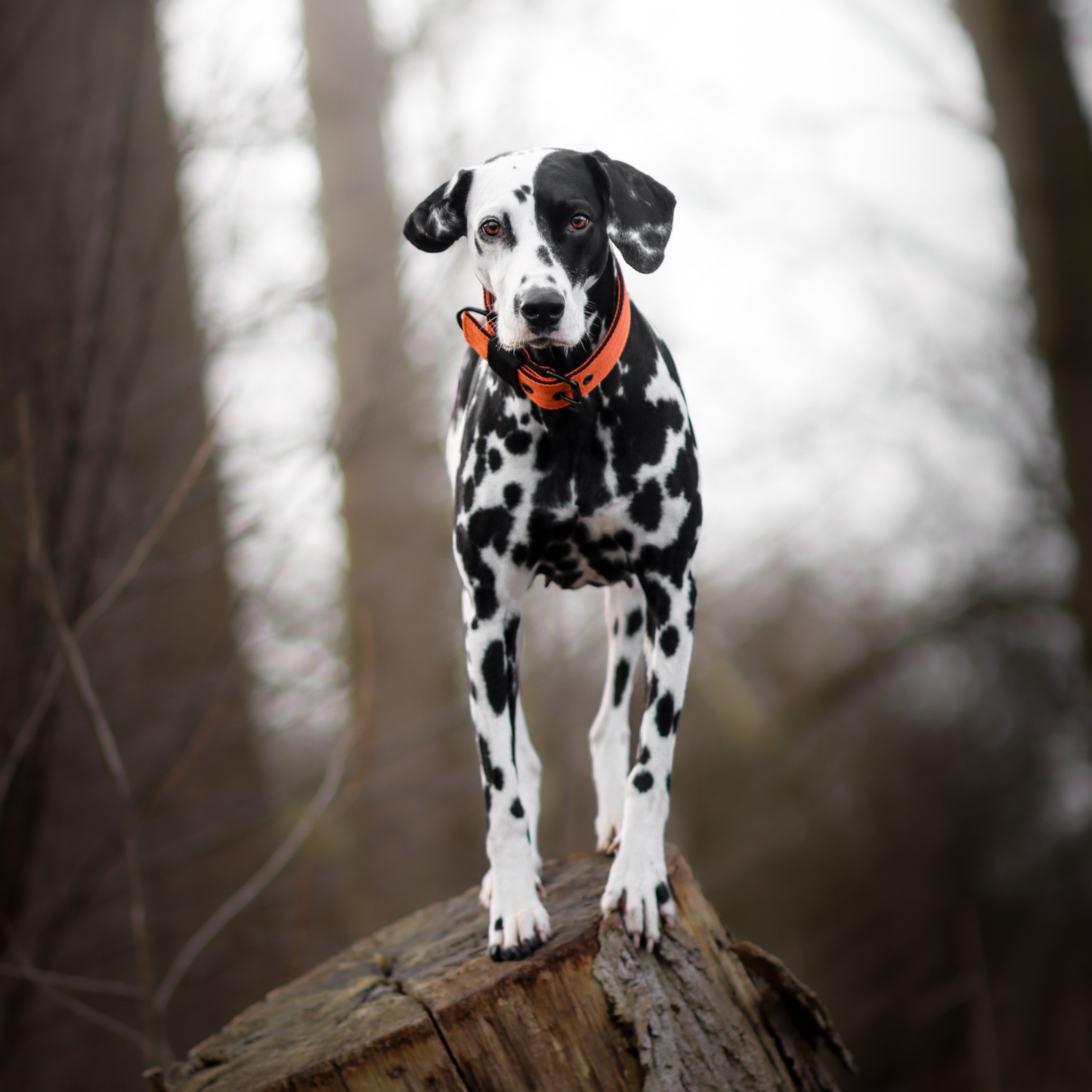FurFun premium halsband