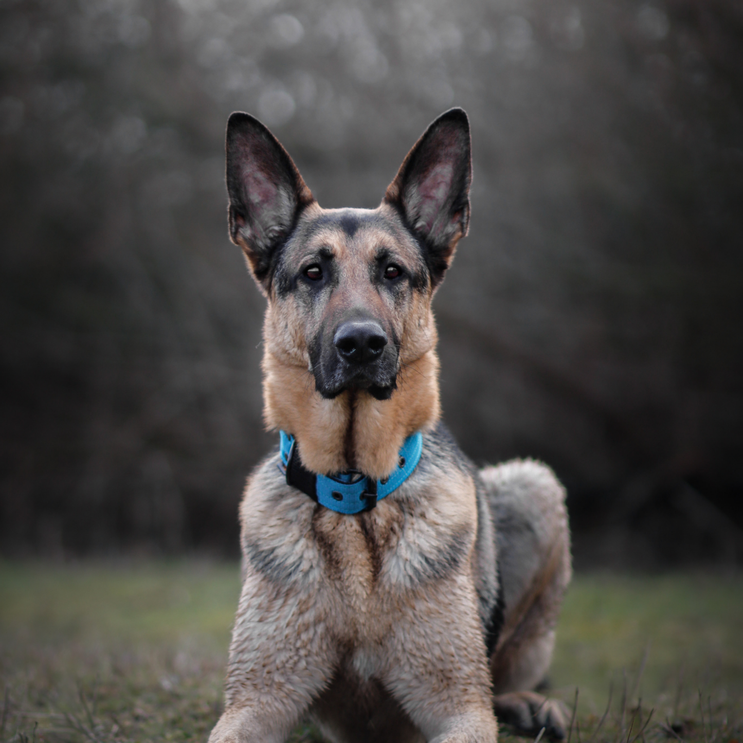 FurFun premium halsband
