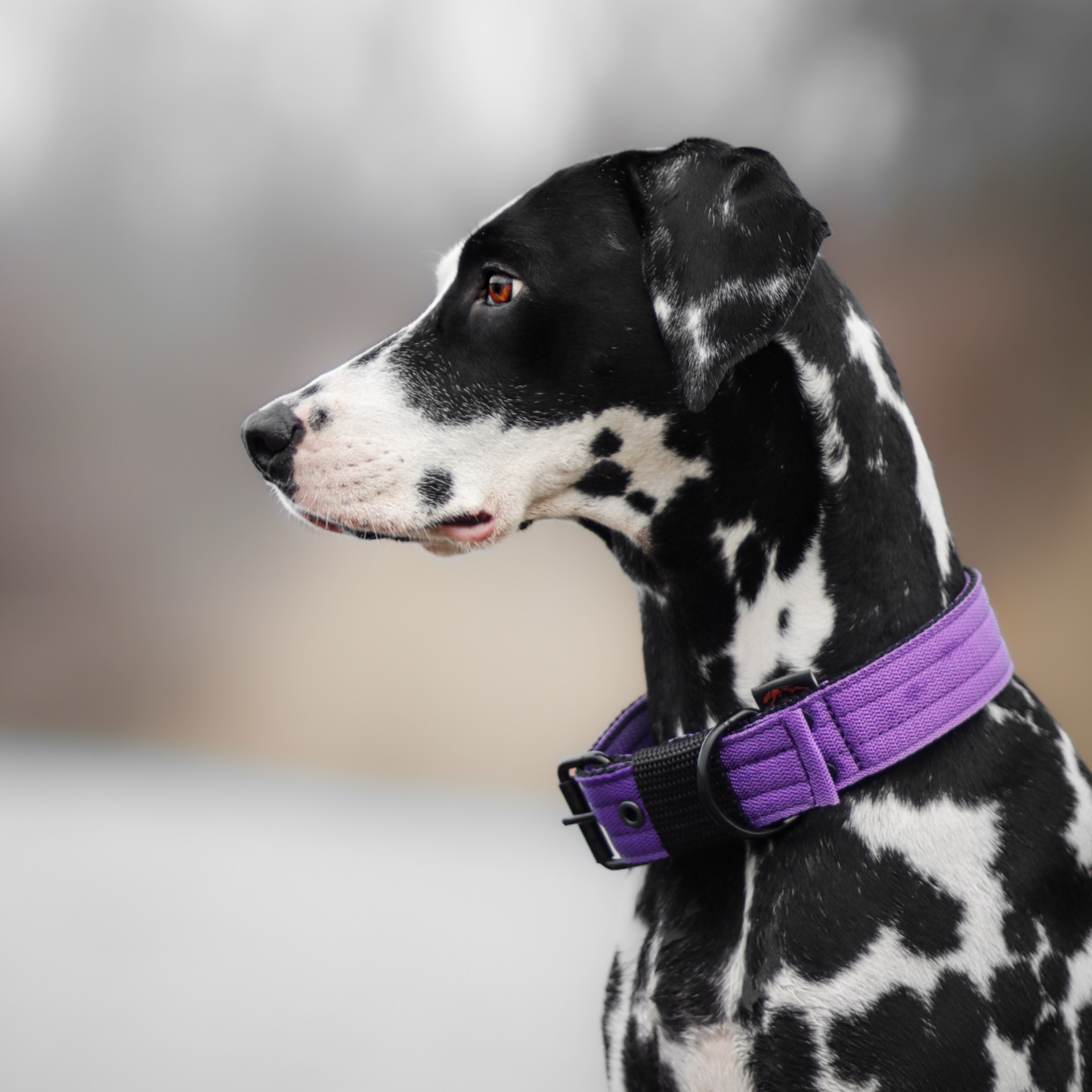 FurFun premium halsband