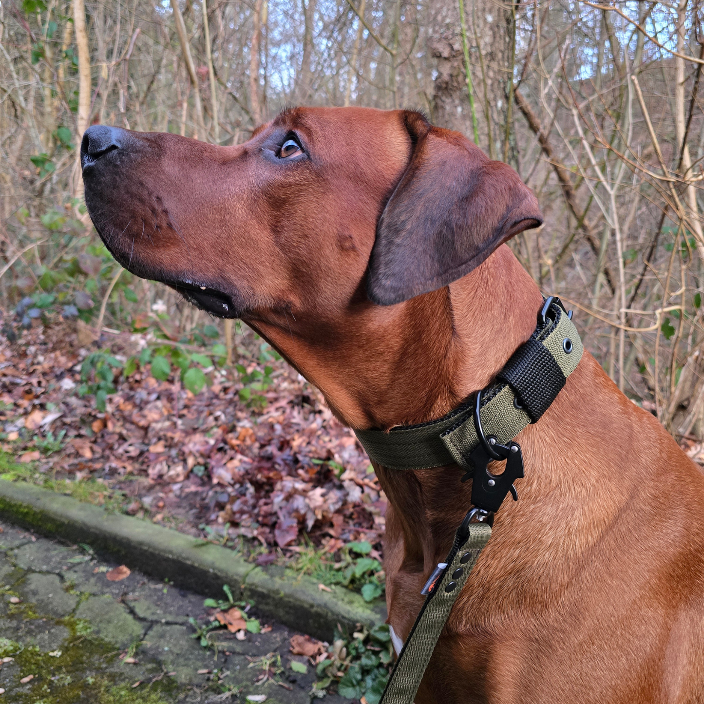 FurFun premium halsband