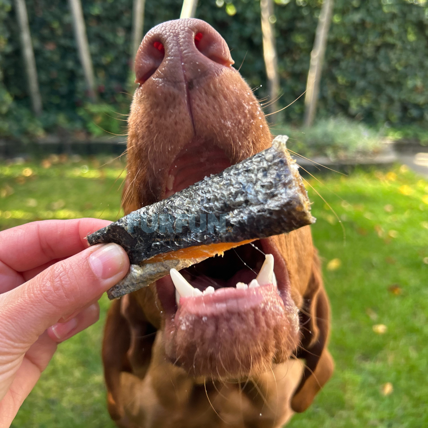 FurFun Zalmhuid met vlees