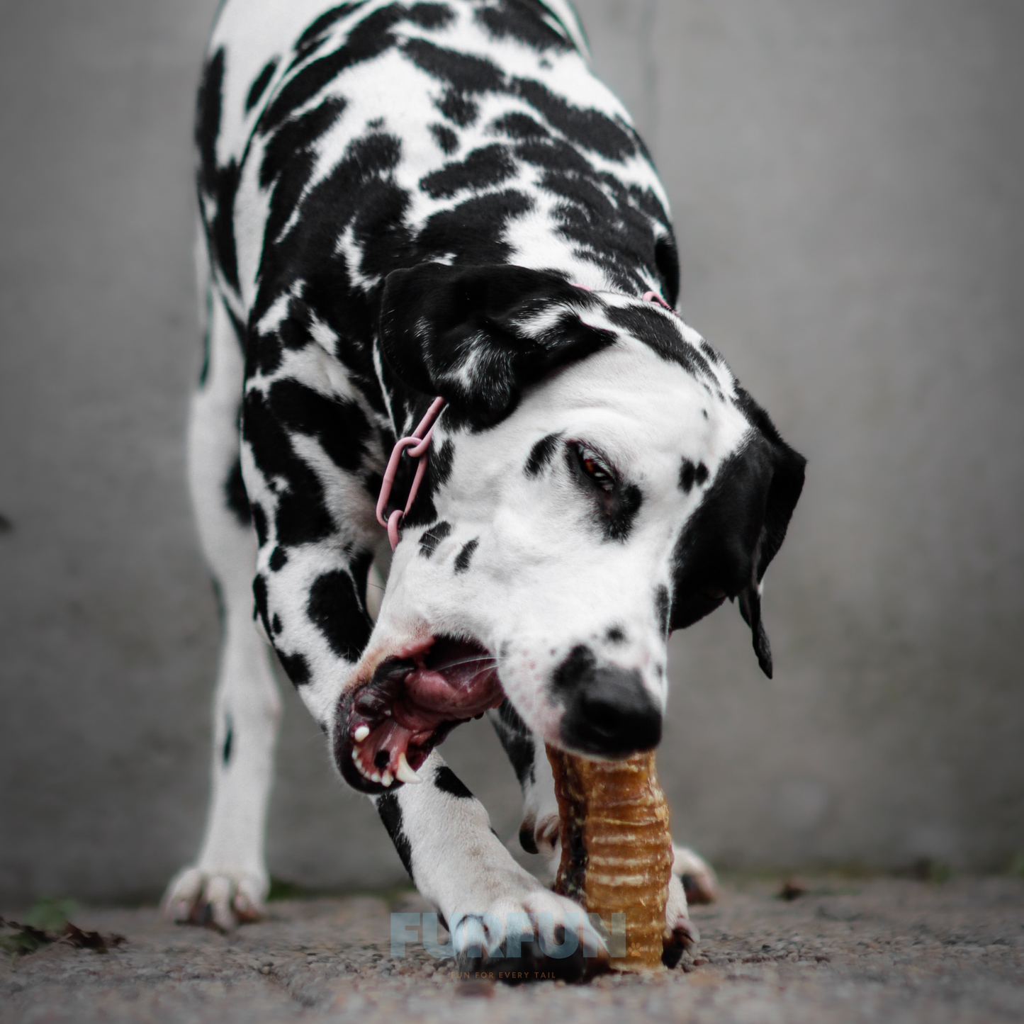 FurFun Pferde-Luftröhre