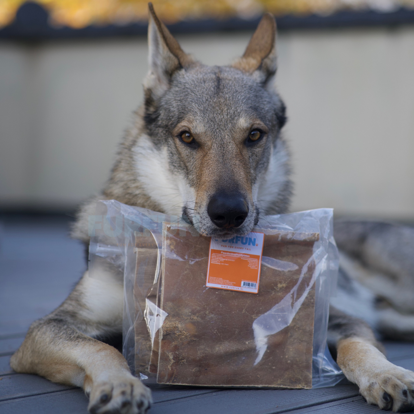 FurFun Pferdekopfhautplatten - 500 Gramm