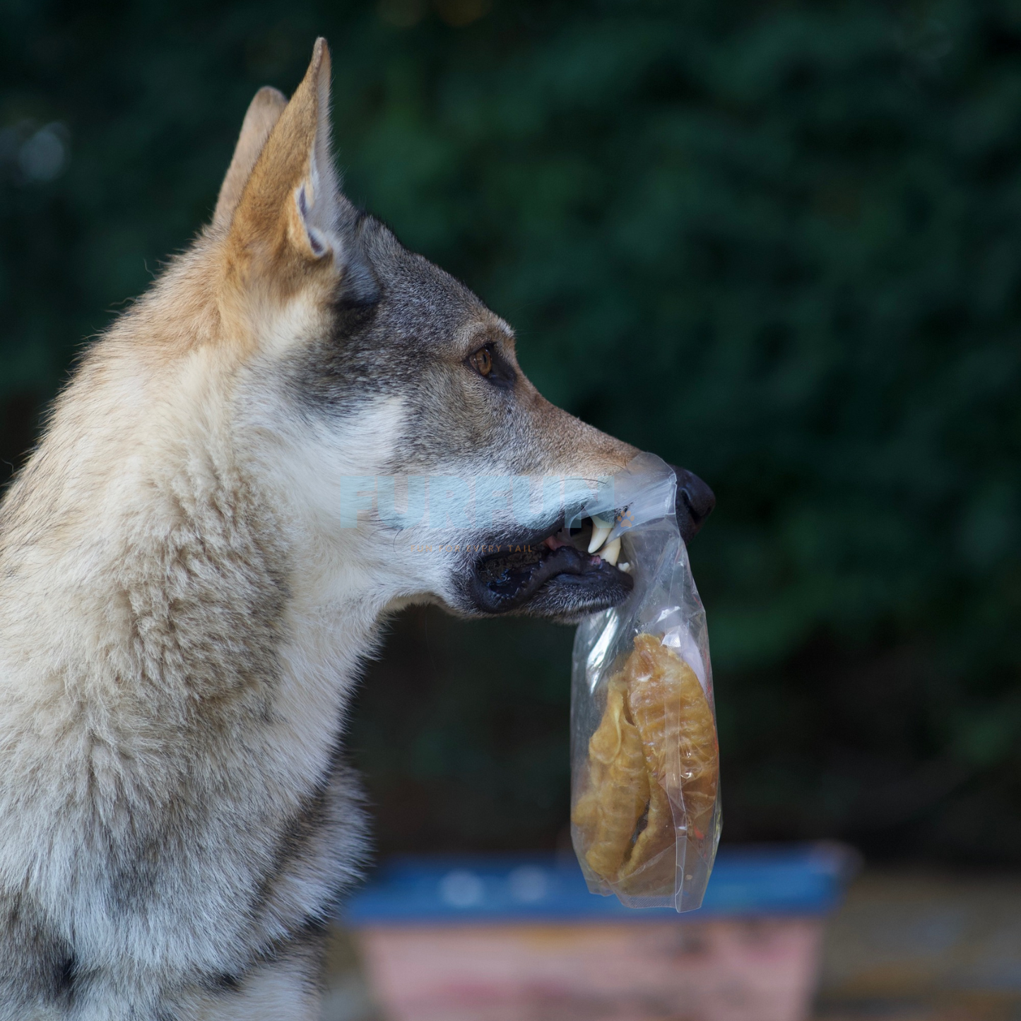 FurFun Pferde-Luftröhre