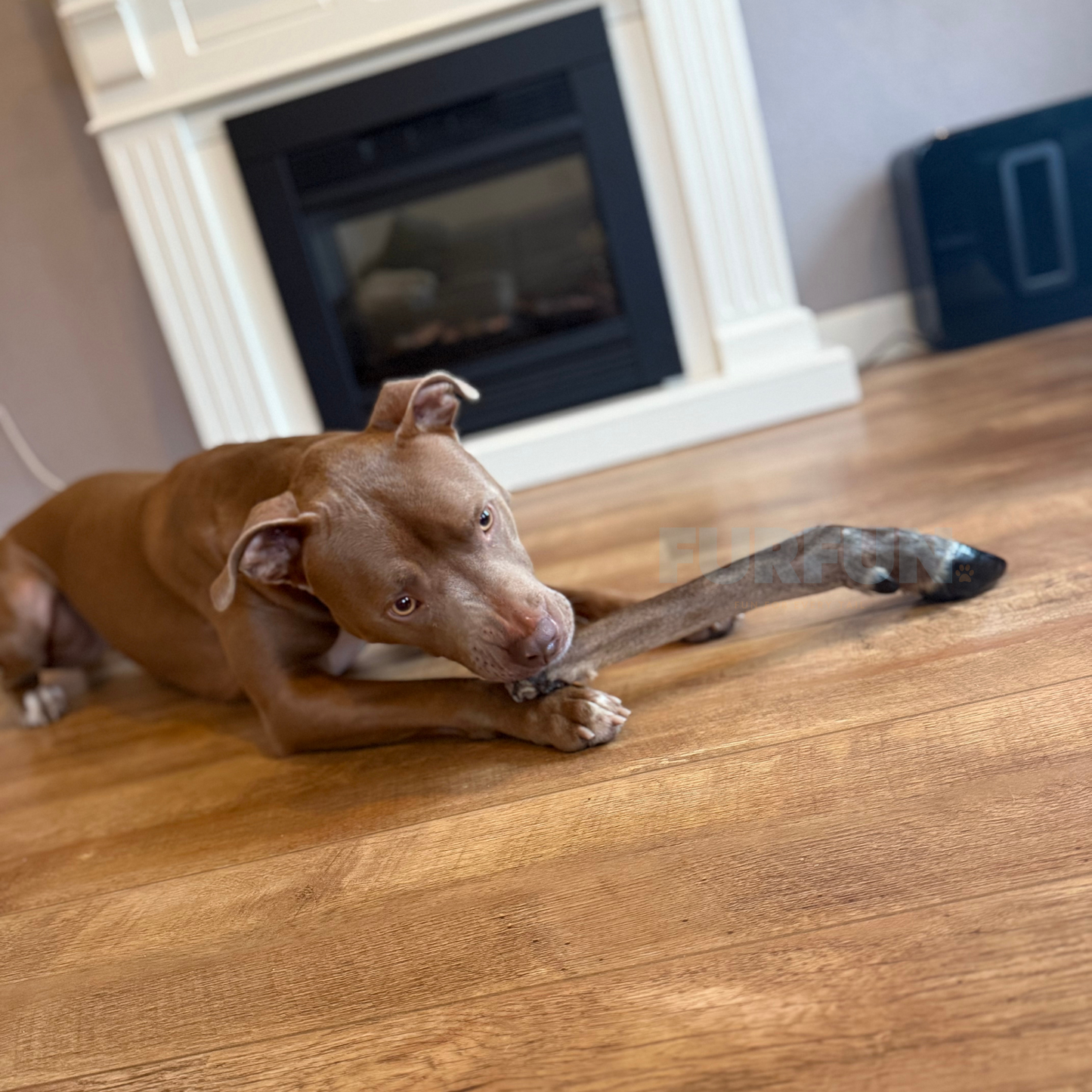 FurFun Hirschbein mit Haaren