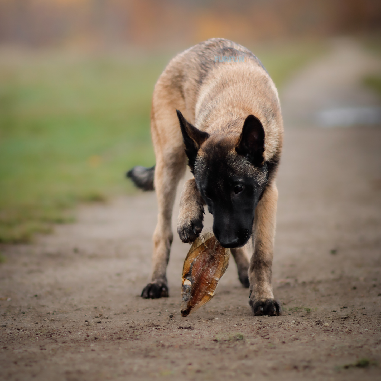 FurFun Schol