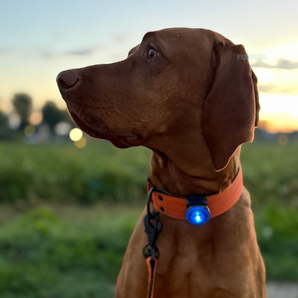 Orbiloc Dog Dual safety light