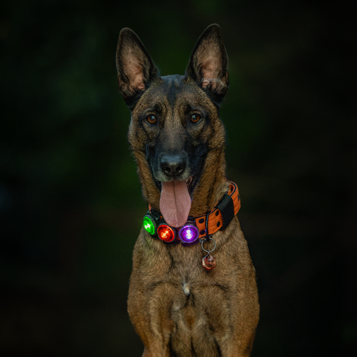Orbiloc Dog Dual safety light