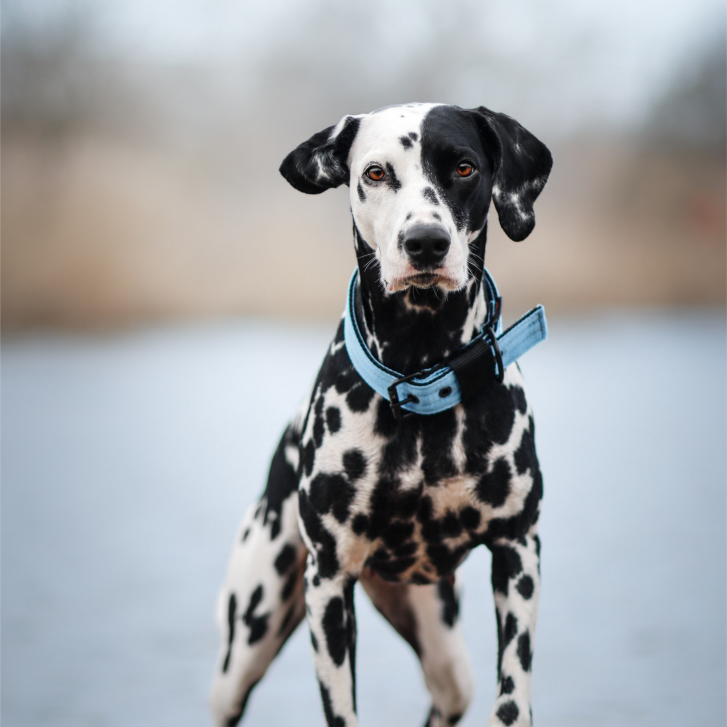 FurFun premium halsband