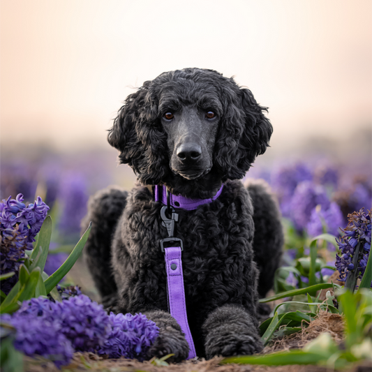 FurFun premium collar