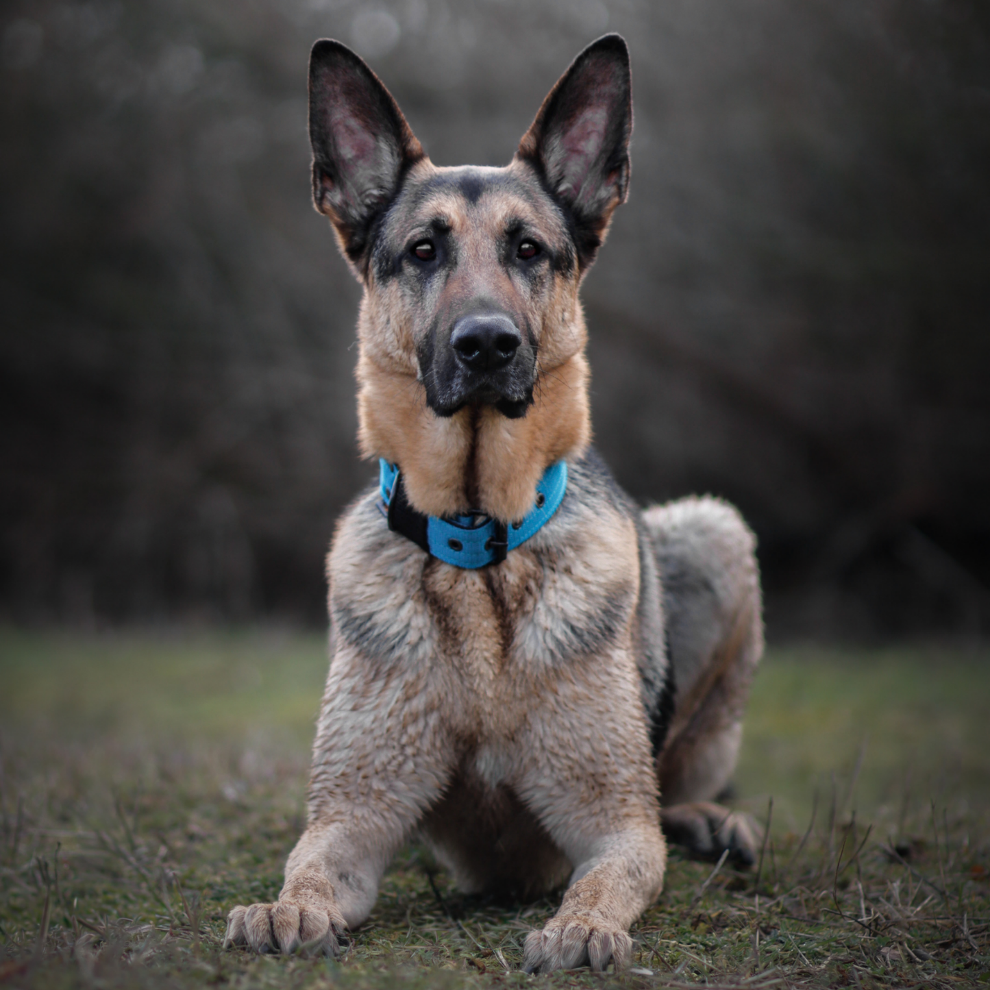 FurFun premium halsband