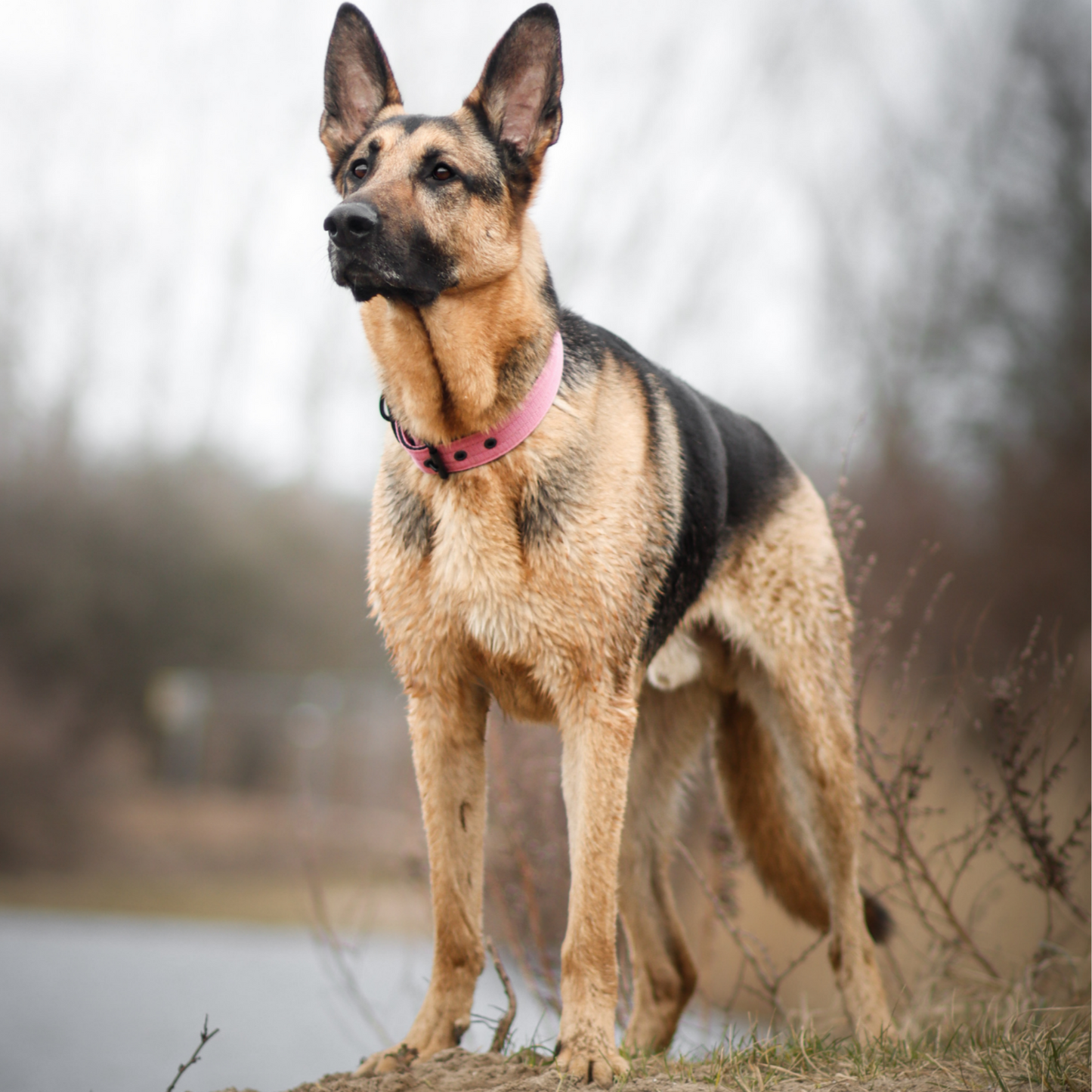 FurFun premium halsband