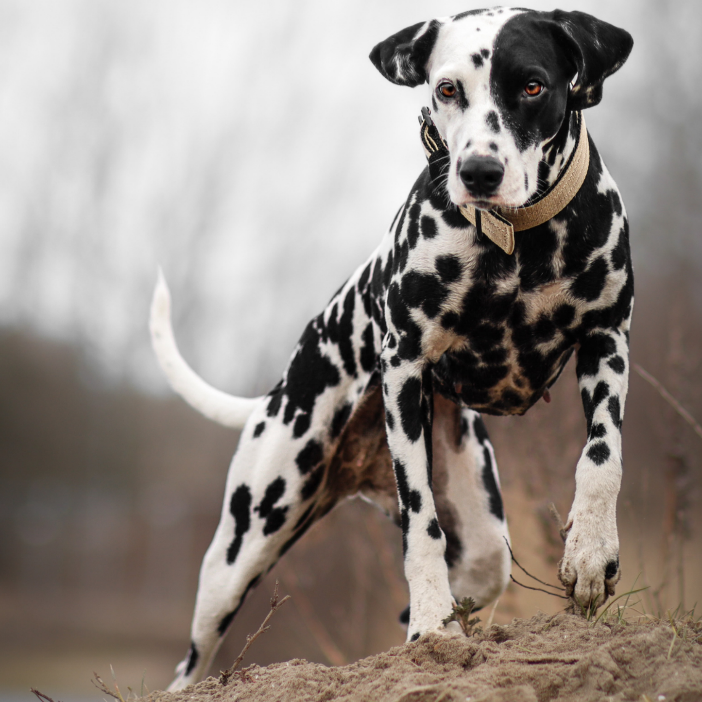 FurFun premium halsband
