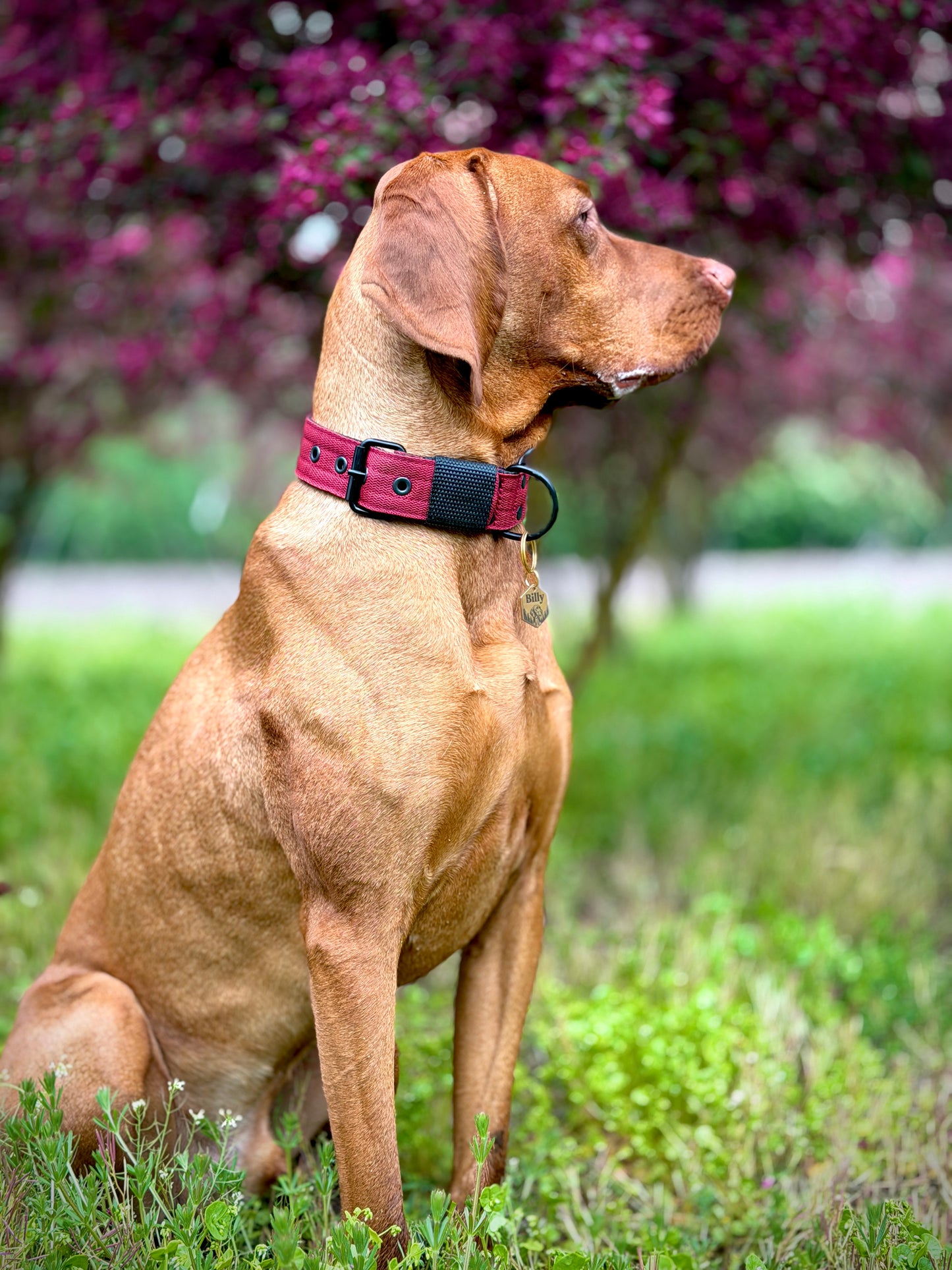FurFun premium halsband