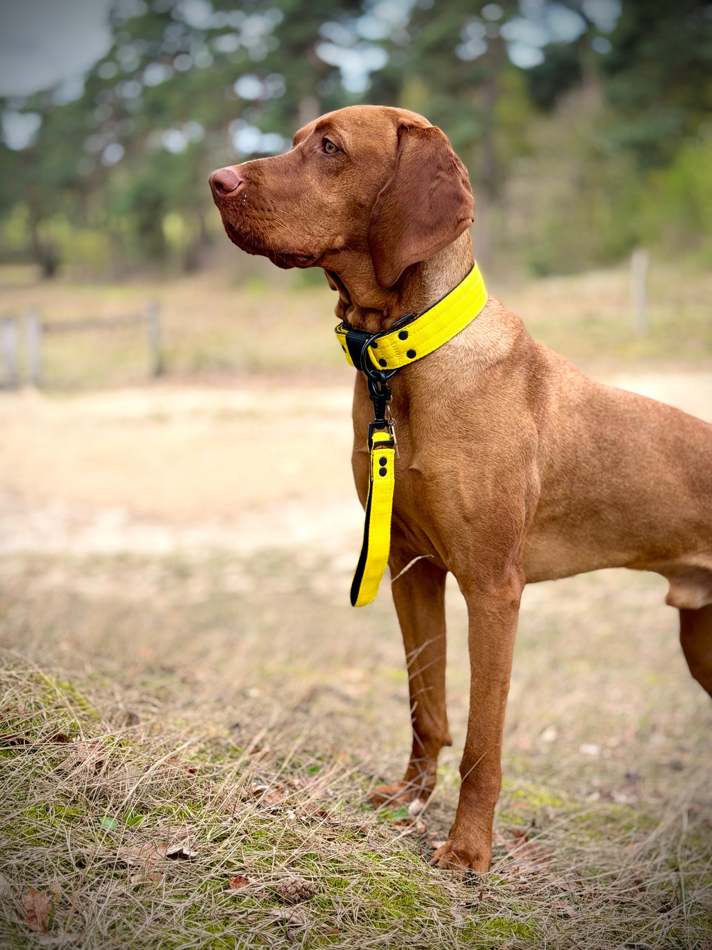 FurFun premium halsband