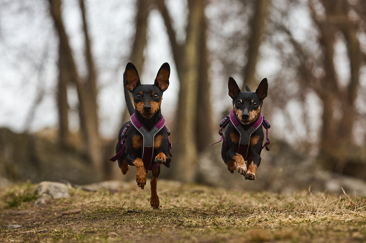 Non-stop dogwear Line harness 5.0